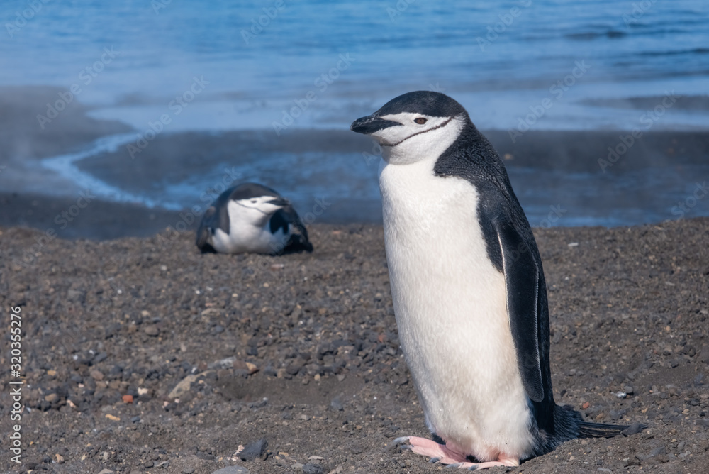 Fototapeta premium Chinstrap and Gentoo penguins hanging around the warm waters and steam of the caldera of active volcano, Deception Island, Antarctica