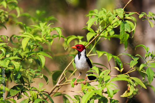 yellow-billed cardinal (Paroaria capitata) - Pantanal, Mato Grosso do Sul, Brazil