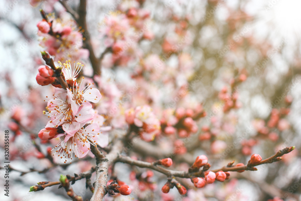 Close up view on cherry branches with blossoms on blurred background Close up view on cherry branches with blossoms on blurred background