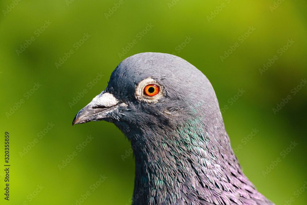 Rock Dove (Columba livia) close-up portrait taken in London Rock Dove (Columba livia) close-up portrait taken in London
