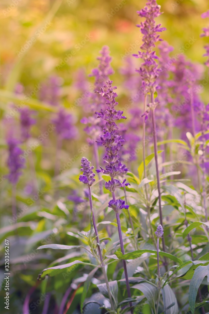 Naklejka premium Blooming Salvia flower known as medicinal herb and spice flavoring ingredient for meal. Vertical floral and natural background with bokeh and sunbeams light.