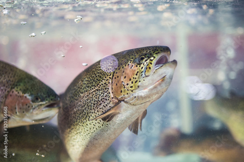 Steelhead trout or Rainbow trout close-up floating under water background photo