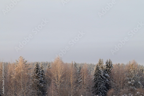 Winter snowy forest on gray cloudy sky background