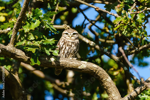 Little Owl (Athene noctua) in bright light, perched in a tree, taken in the UK
