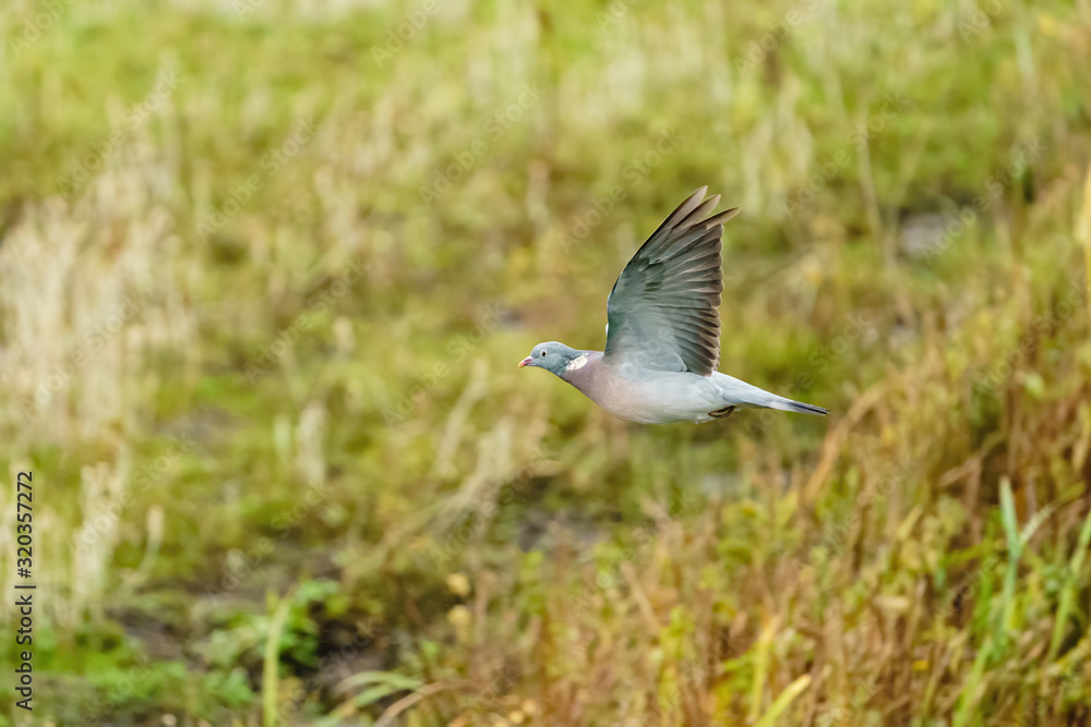 Common Wood Pigeon (Columba palumbus) in flight, taken in London Common Wood Pigeon (Columba palumbus) in flight, taken in London
