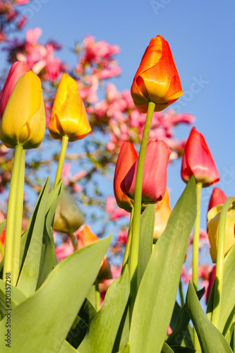 Orange Tulip Reaching for the Morning Sun Set Against the Blue Sky and a Magnolia Tree