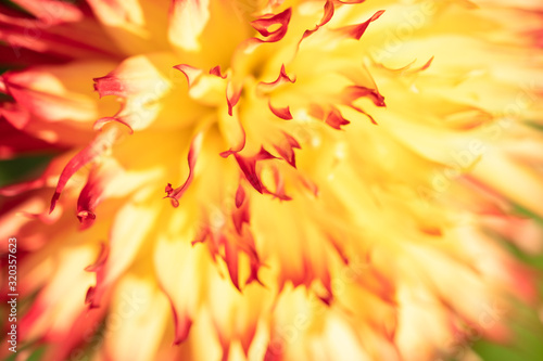 Macro of a yellow dahlia photo