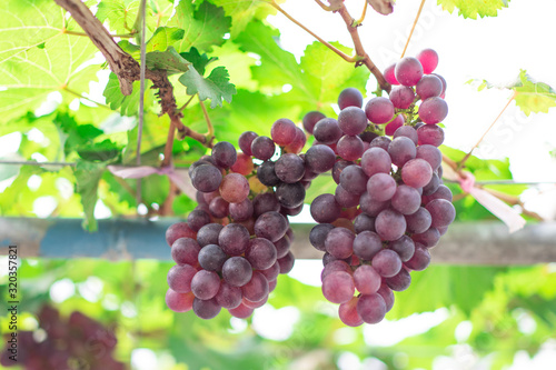 Clusters of fresh grape fruits (Vitis Vinifera) on the branches of grapevine in the outdoor greenhouse farm