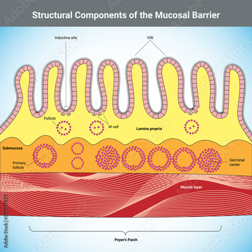 Structural Components of the Mucosal Barrier medical illustration photo