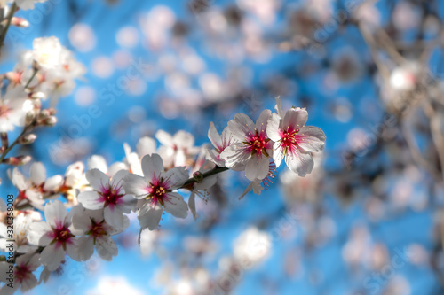 una rama de flores blancas de almendro se destaca sobre el cielo azul