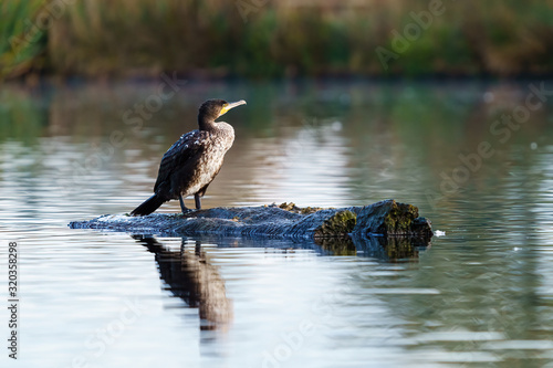 Great Cormorant (Phalacrocorax carbo) perched on a log, taken in the UK