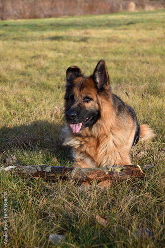 German Shepherd with a wooden stick © zetat
