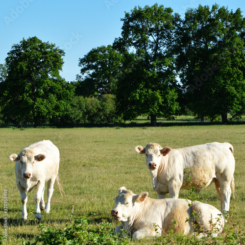A herd of Charolais cows, in a green pasture in the countryside.	