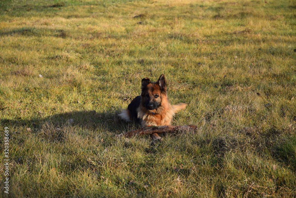 Fototapeta premium German Shepherd with a wooden stick
