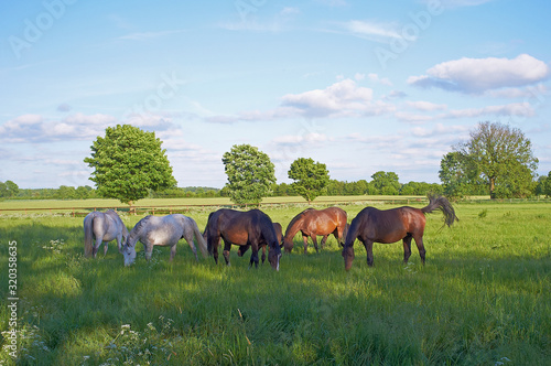 Photography holsteiner pferde