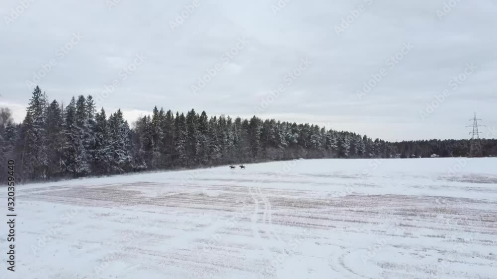 winter landscape with horses and trees winter landscape with horses and trees