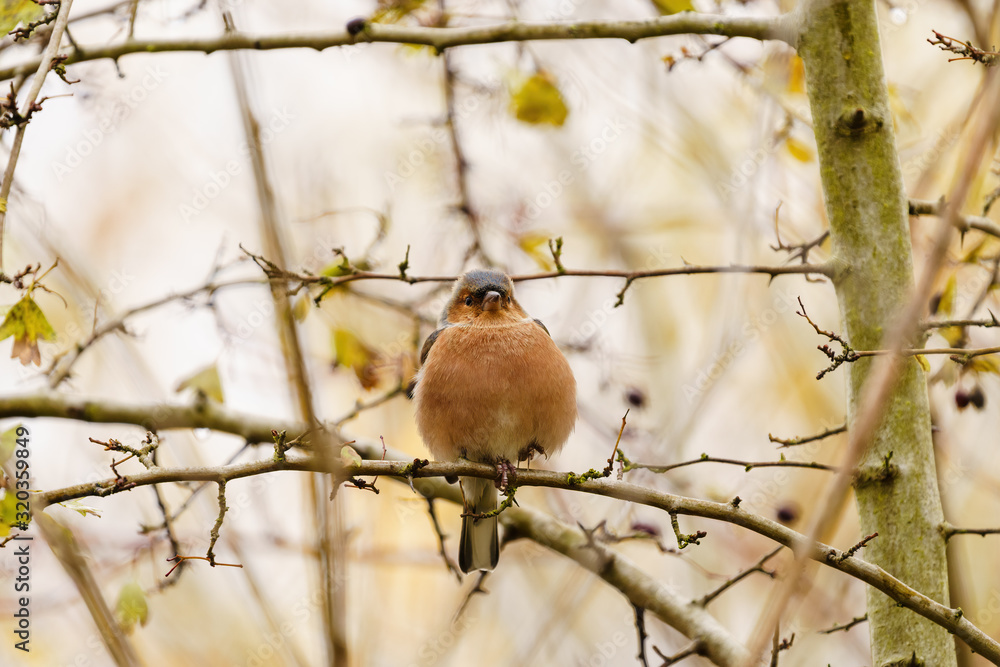 Chaffinch (Fringilla coelebs) perched in a tree on an overcast day, taken in the UK Chaffinch (Fringilla coelebs) perched in a tree on an overcast day, taken in the UK