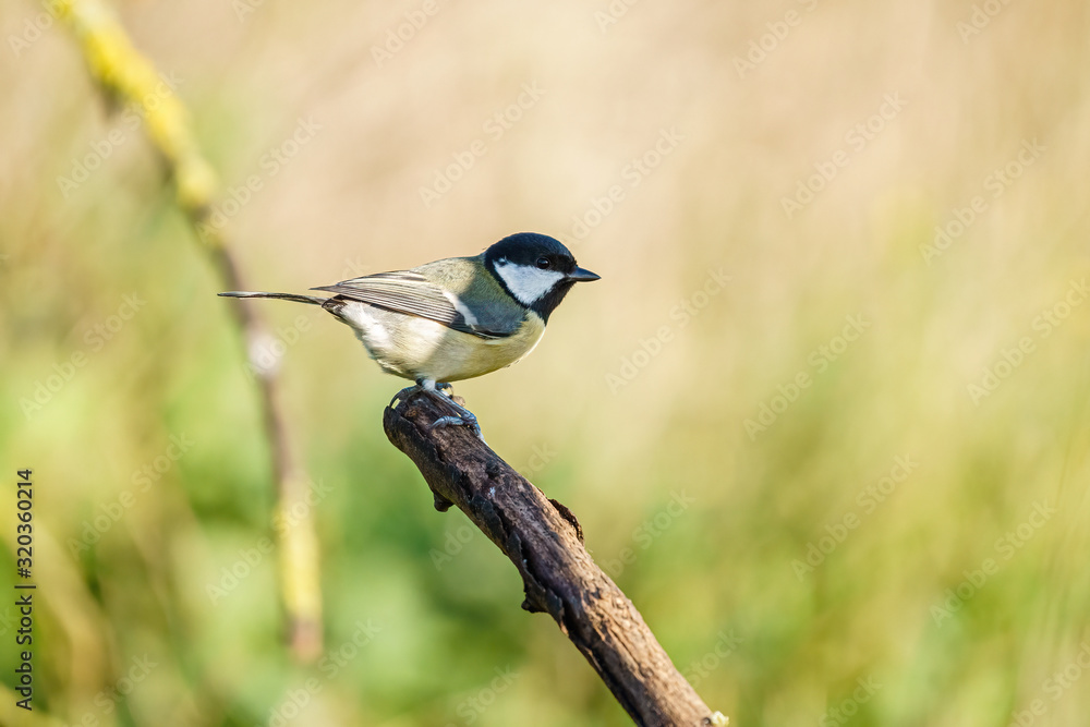 Obraz premium Great Tit (Parus major) perched on a dead branch, taken in the UK