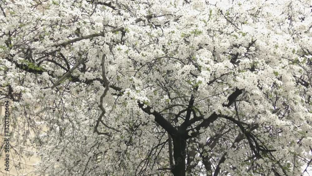 Handheld shot Blooming trees in spring in daylight Handheld shot Blooming trees in spring in daylight