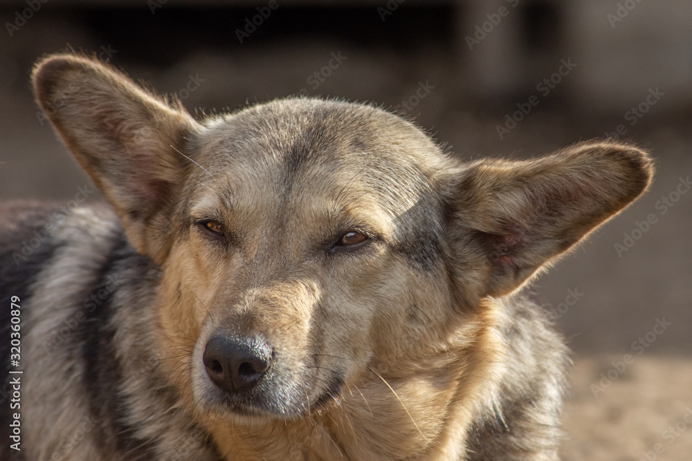 closeup portrait sad homeless abandoned brown dog in shelter