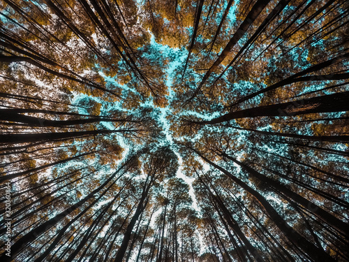 Low angle Pine forest with colorful sky in national park at evening