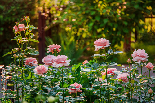 Beautiful roses in the garden, growing different varieties of flowers. Close up of a beautiful flower. photo