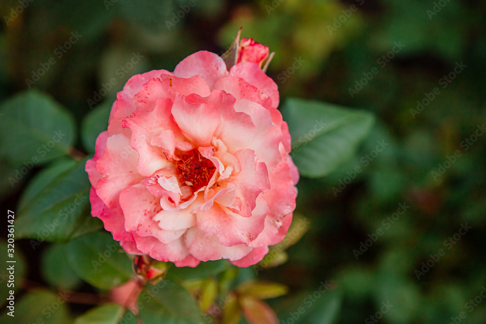 Beautiful roses in the garden, growing different varieties of flowers. Close up of a beautiful flower. Beautiful roses in the garden, growing different varieties of flowers. Close up of a beautiful flower.