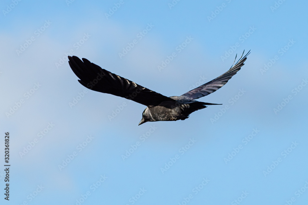 Jackdaw (Corvus monedula) in flight, taken in London Jackdaw (Corvus monedula) in flight, taken in London