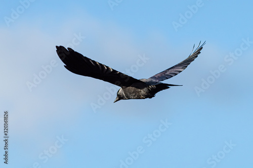 Jackdaw  Corvus monedula  in flight  taken in London