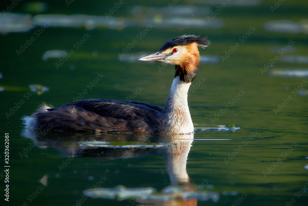Fotografie Haubentaucher im Wasser