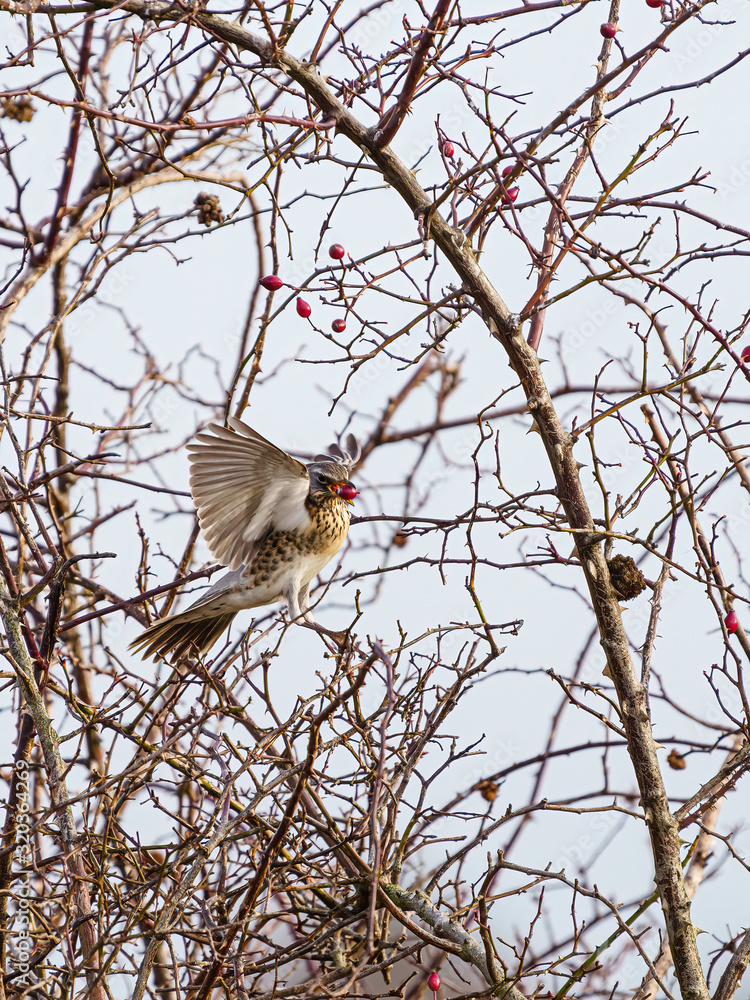 Fieldfare (Turdus pilaris) with berry in it's beak, taken in UK Fieldfare (Turdus pilaris) with berry in it's beak, taken in UK