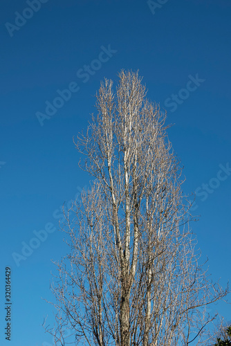 Populus nigra italica