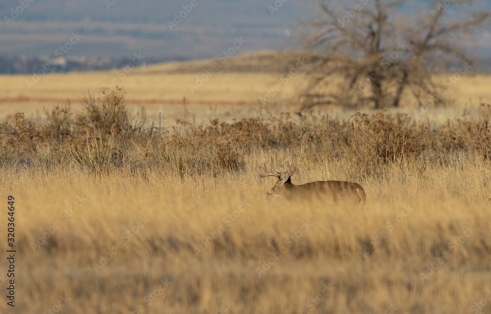 Buck Whitetail Deer in Colorado During the Rut in Autumn Buck Whitetail Deer in Colorado During the Rut in Autumn