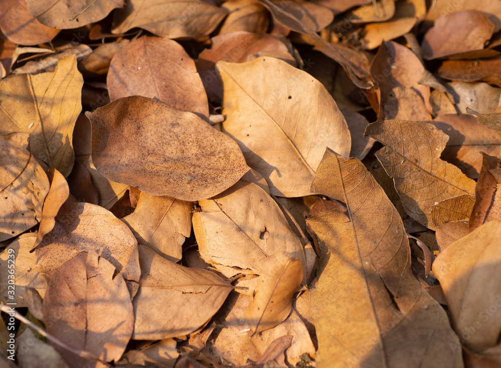 Dry leaf background Brown heap Dry leaf background Brown heap