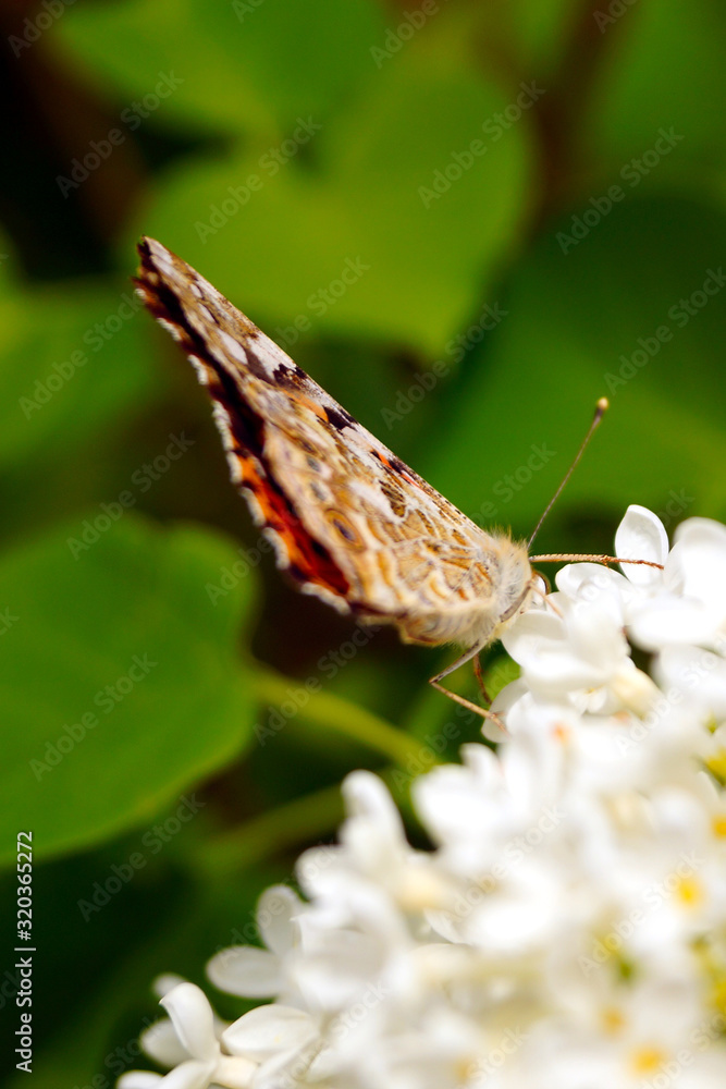 A bright orange butterfly collects pollen on a bush of white lilac. A bright orange butterfly collects pollen on a bush of white lilac.