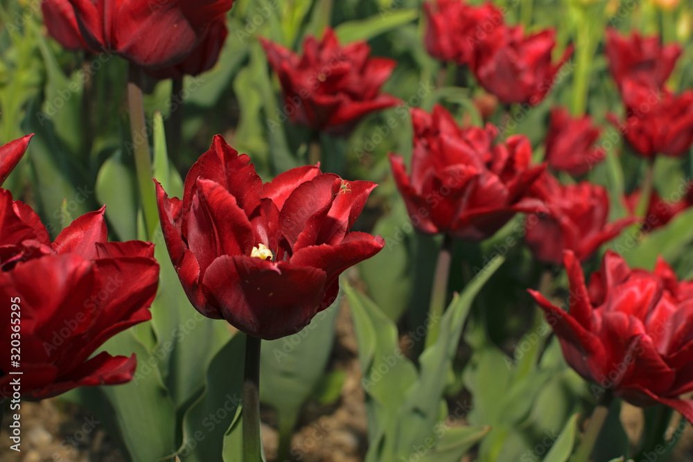 Spring background with red tulips.