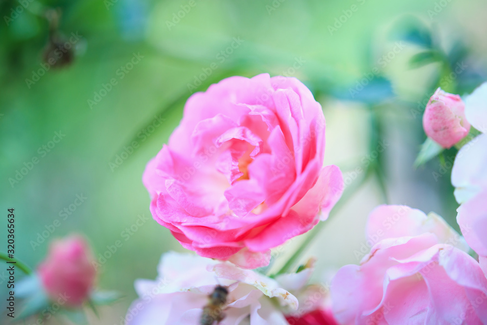 Beautiful pink roses flower in the garden Beautiful pink roses flower in the garden