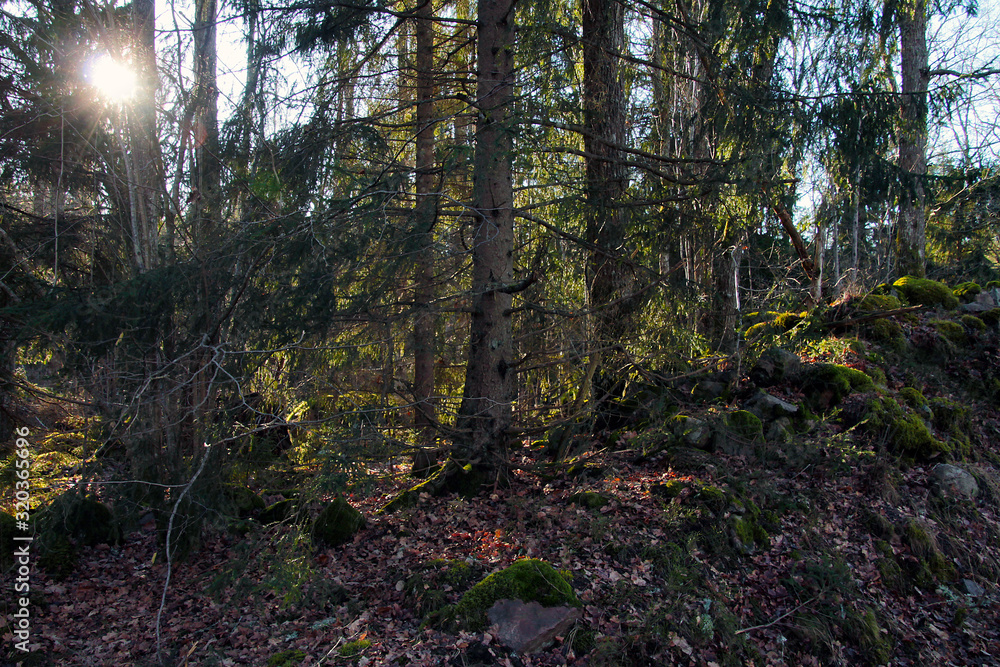 Fototapeta premium Photographs at a stream in the forest in Sweden