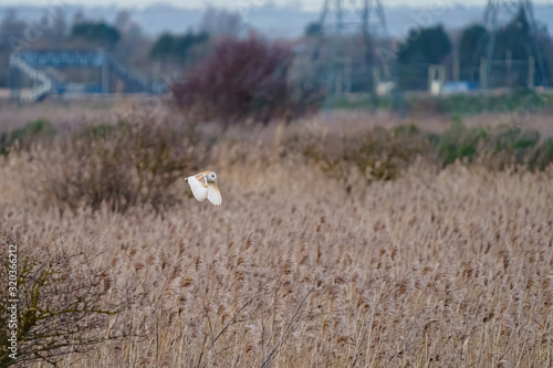 Barn owl (Tyto alba) in flight near industrial area, taken in England photo