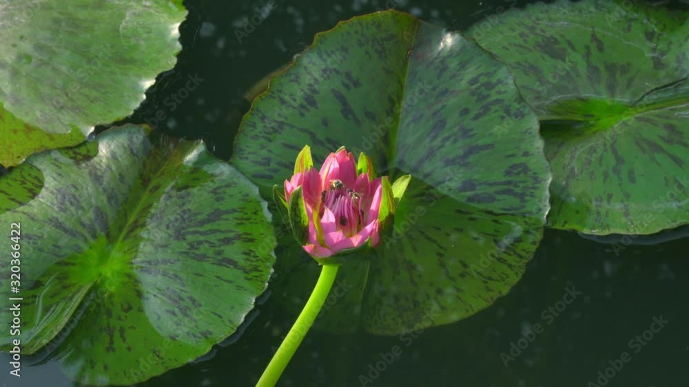A serene, still lotus pond, with bees flying in and out of a tall, single pink lotus flower, surrounded by a beautiful background of deep green, floating paddy leaves, in a Thai garden park. A serene, still lotus pond, with bees flying in and out of a tall, single pink lotus flower, surrounded by a beautiful background of deep green, floating paddy leaves, in a Thai garden park.