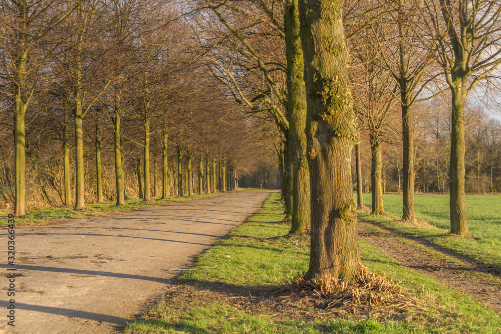 Fototapeta premium Eine Wanderallee an einem sonnigen Tag im Sommer mit Schatten und Bäumen