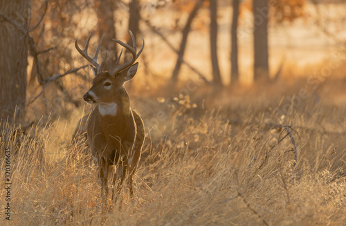 Buck Whitetail Deer in Colorado During the Rut in Autumn photo