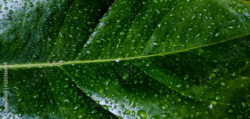 refreshing sensation demonstrated on leaf with raindrops