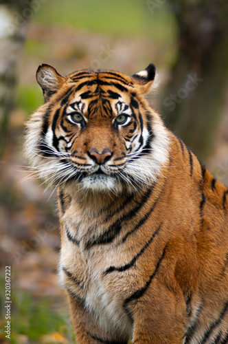 tigre