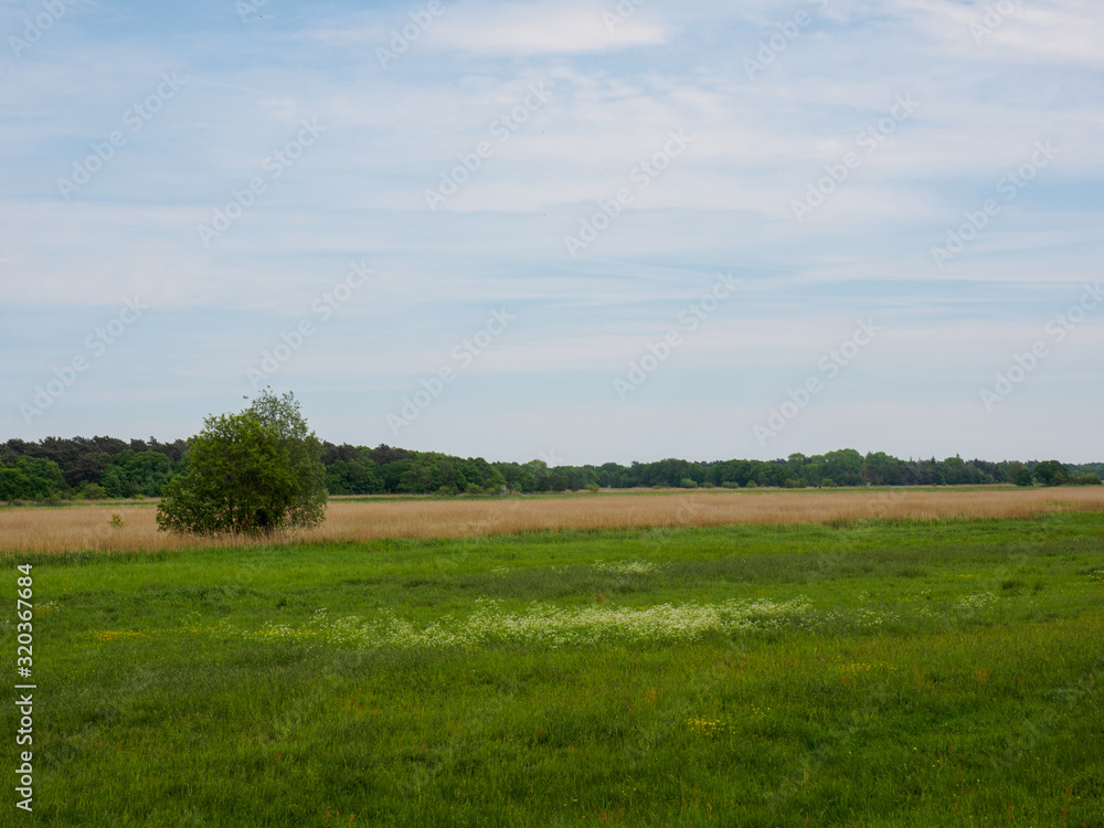 Heidelandschaft auf dem Darß, Ostsee