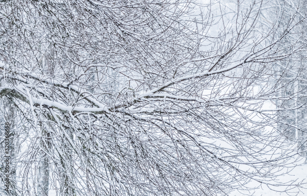 Fairytale fluffy snow-covered trees branches, nature scenery with white snow and cold weather. Snowfall in winter park Fairytale fluffy snow-covered trees branches, nature scenery with white snow and cold weather. Snowfall in winter park