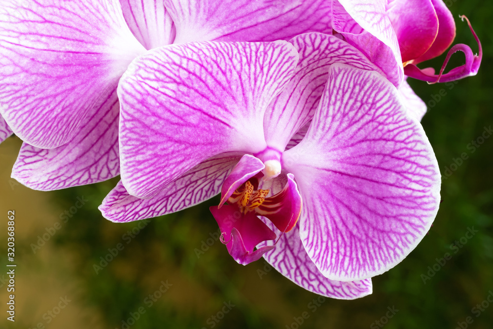 Bright pink orchid flowers on green background.Close up. Petals of soft violet color.Concept of decoration,wallpaper, calendars, surfaces, birthday cards, spring. Bright pink orchid flowers on green background.Close up. Petals of soft violet color.Concept of decoration,wallpaper, calendars, surfaces, birthday cards, spring.