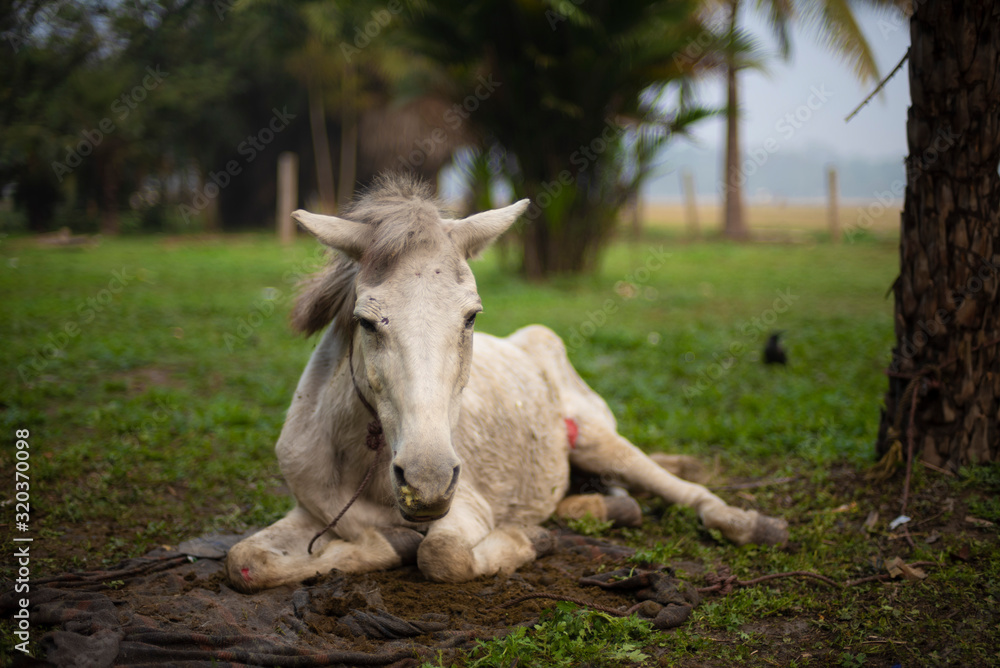 A wounded horse sitting on a grass land in a winter morning. Indian landscape A wounded horse sitting on a grass land in a winter morning. Indian landscape