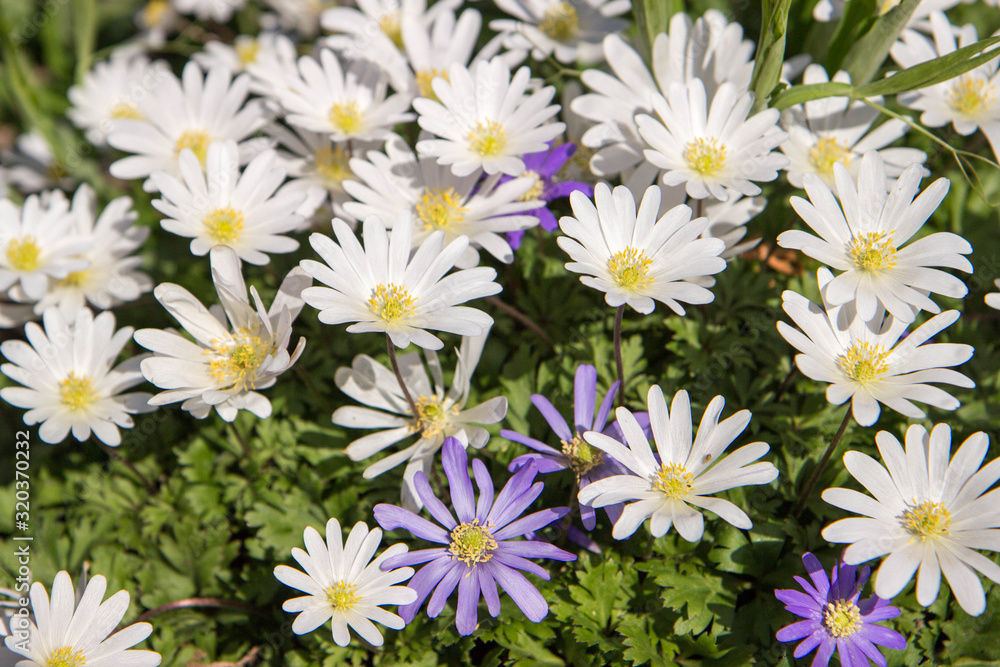 background of daisies background of daisies
