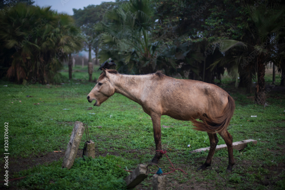 A horse standing on a grass land in a winter morning. Indian landscape A horse standing on a grass land in a winter morning. Indian landscape